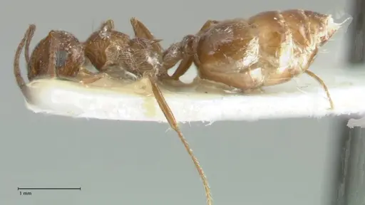 Crematogaster moqorensis specimen FOCOL1797-2 image focol1797-2_3