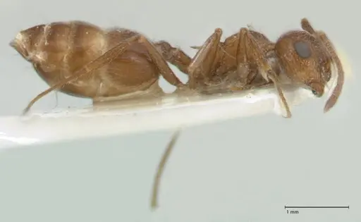 Crematogaster moqorensis specimen FOCOL1797-2 image focol1797-2_4