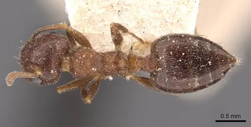 Crematogaster mosis specimen CASENT0908476 image casent0908476_1
