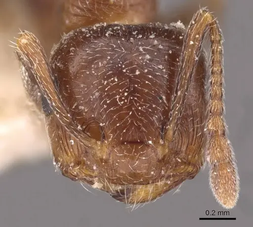 Crematogaster mosis specimen CASENT0908476 image casent0908476_2