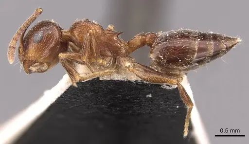 Crematogaster mosis specimen CASENT0908476 image casent0908476_3