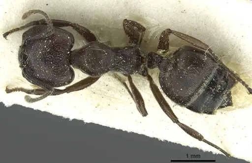 Crematogaster mottazi specimen CASENT0912629 image casent0912629_1