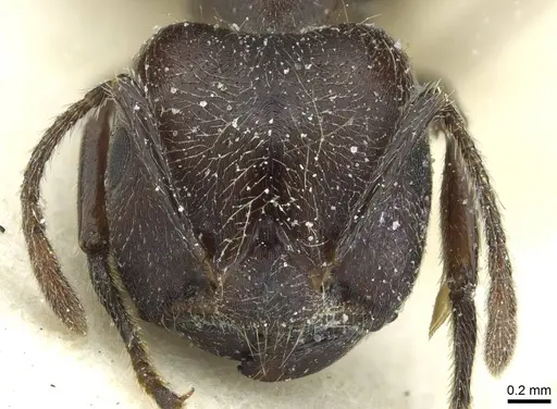 Crematogaster mottazi specimen CASENT0912629 image casent0912629_2