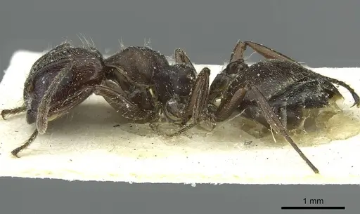 Crematogaster mottazi specimen CASENT0912629 image casent0912629_3