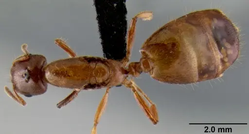 Crematogaster mpanjono specimen CASENT0067033 image casent0067033_1