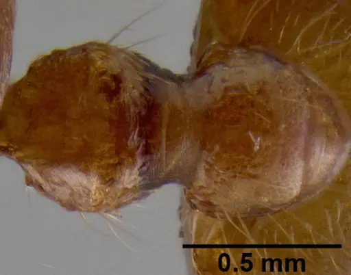Crematogaster mpanjono specimen CASENT0067033 image casent0067033_2