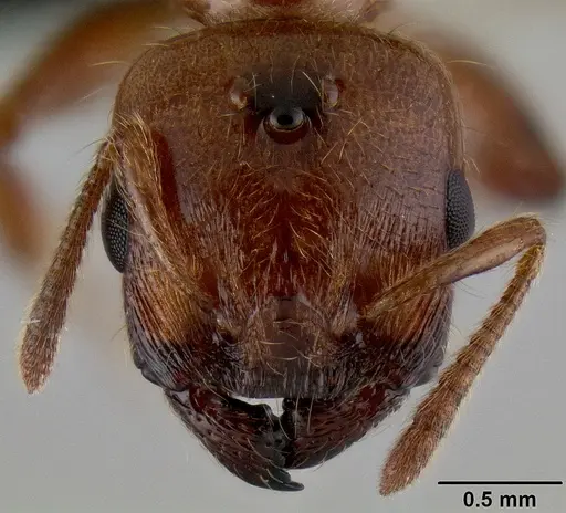 Crematogaster mpanjono specimen CASENT0067033 image casent0067033_3