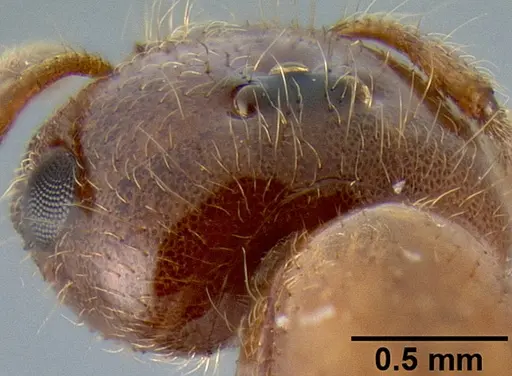Crematogaster mpanjono specimen CASENT0067033 image casent0067033_4