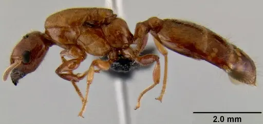 Crematogaster mpanjono specimen CASENT0067033 image casent0067033_5