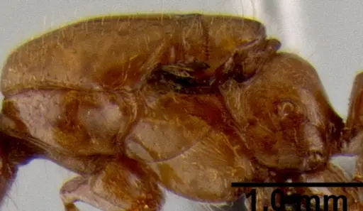 Crematogaster mpanjono specimen CASENT0067033 image casent0067033_6