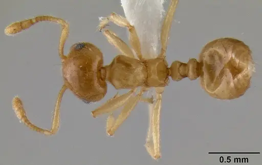 Crematogaster mpanjono specimen CASENT0193889 image casent0193889_1
