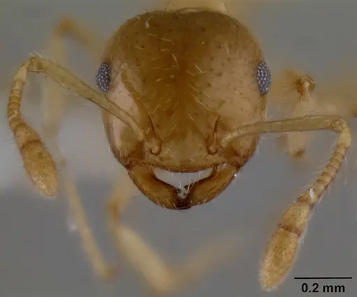 Crematogaster mpanjono specimen CASENT0193889 image casent0193889_2