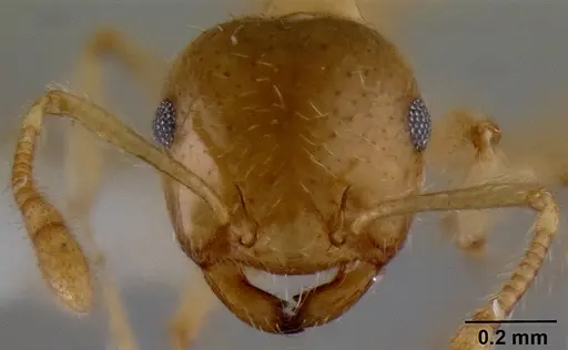 Crematogaster mpanjono specimen CASENT0193889 image casent0193889_3