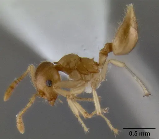 Crematogaster mpanjono specimen CASENT0193889 image casent0193889_4
