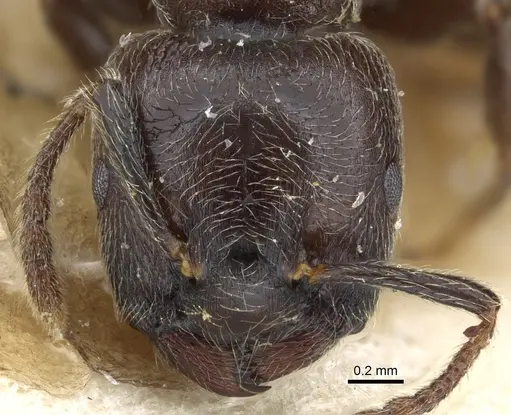 Crematogaster mucronata specimen CASENT0904532 image casent0904532_2