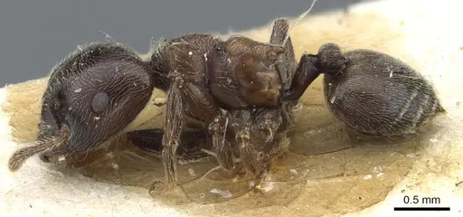 Crematogaster mucronata specimen CASENT0904532 image casent0904532_3