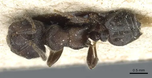 Crematogaster mucronata specimen CASENT0904535 image casent0904535_1
