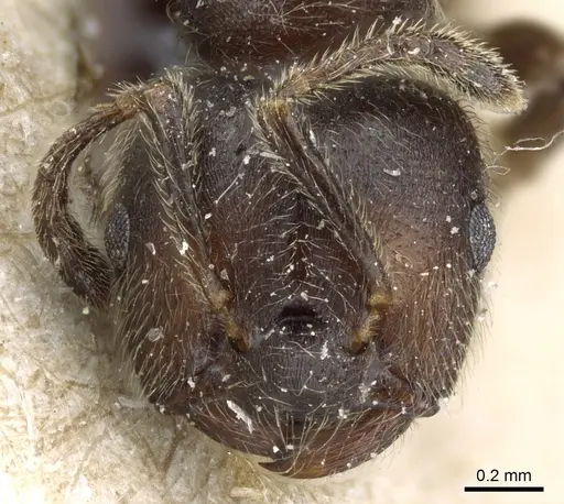 Crematogaster mucronata specimen CASENT0904535 image casent0904535_2