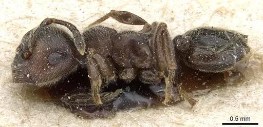 Crematogaster mucronata specimen CASENT0904535 image casent0904535_3