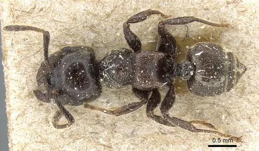 Crematogaster mucronata specimen CASENT0905762 image casent0905762_1