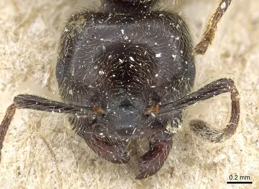 Crematogaster mucronata specimen CASENT0905762 image casent0905762_2