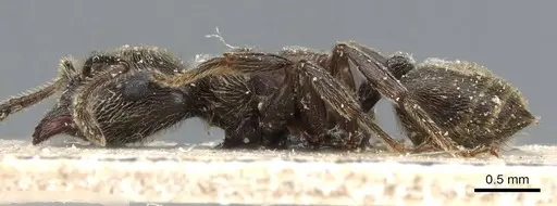 Crematogaster mucronata specimen CASENT0905762 image casent0905762_3