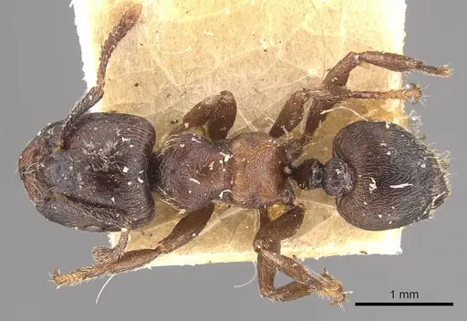 Crematogaster mucronata specimen CASENT0908466 image casent0908466_1