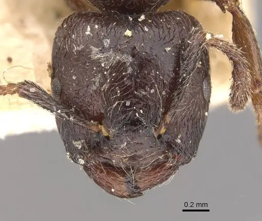 Crematogaster mucronata specimen CASENT0908466 image casent0908466_2