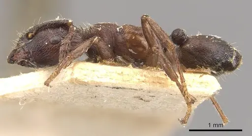 Crematogaster mucronata specimen CASENT0908466 image casent0908466_3