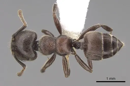 Crematogaster mucronata specimen CASENT0922672 image casent0922672_1