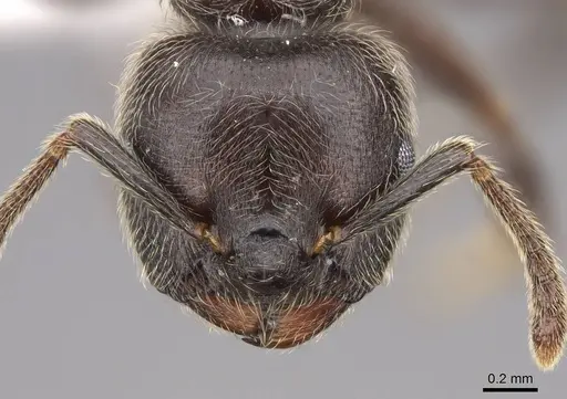 Crematogaster mucronata specimen CASENT0922672 image casent0922672_2