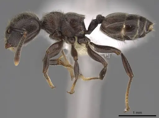 Crematogaster mucronata specimen CASENT0922672 image casent0922672_3