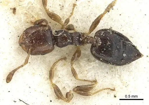 Crematogaster muralti specimen CASENT0902067 image casent0902067_1