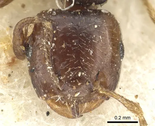 Crematogaster muralti specimen CASENT0902067 image casent0902067_2