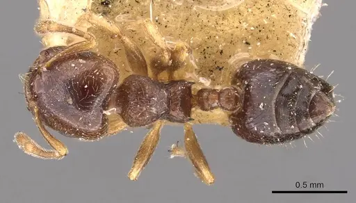 Crematogaster muralti specimen CASENT0908359 image casent0908359_1