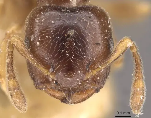 Crematogaster muralti specimen CASENT0908359 image casent0908359_2