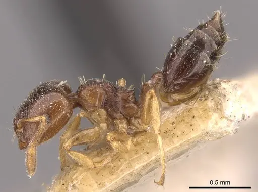 Crematogaster muralti specimen CASENT0908359 image casent0908359_3