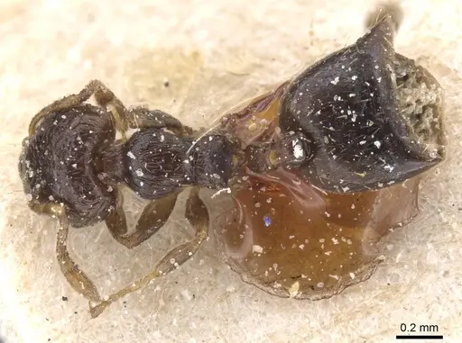 Crematogaster muralti specimen CASENT0912775 image casent0912775_1