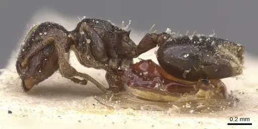 Crematogaster muralti specimen CASENT0912775 image casent0912775_3