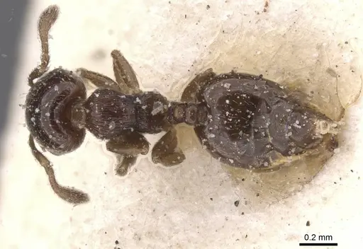 Crematogaster muralti specimen CASENT0912776 image casent0912776_1