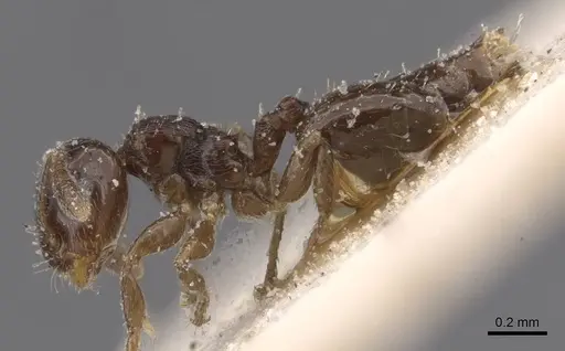 Crematogaster muralti specimen CASENT0912776 image casent0912776_3