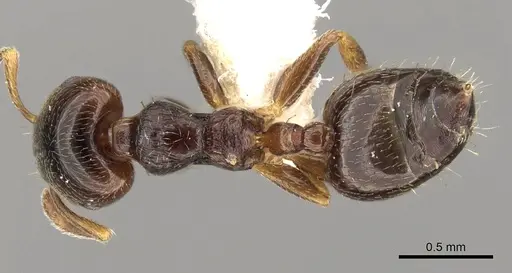 Crematogaster muralti specimen CASENT0914283 image casent0914283_1