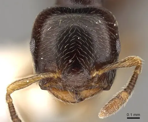 Crematogaster muralti specimen CASENT0914283 image casent0914283_2