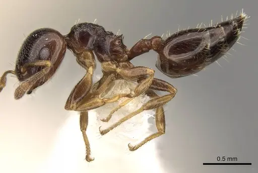 Crematogaster muralti specimen CASENT0914283 image casent0914283_3