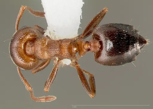 Crematogaster mutans specimen CASENT0005672 image casent0005672_1