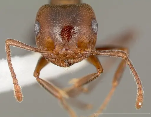 Crematogaster mutans specimen CASENT0005672 image casent0005672_2