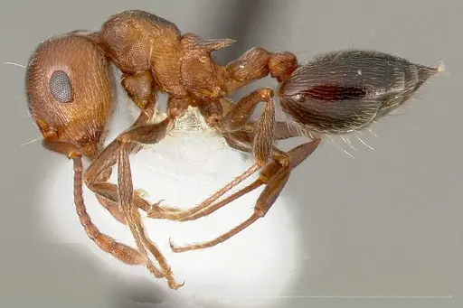 Crematogaster mutans specimen CASENT0005672 image casent0005672_4
