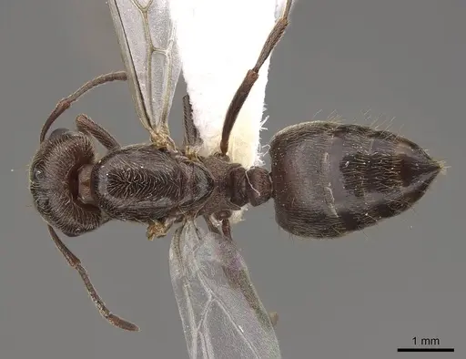 Crematogaster mutans specimen CASENT0761198 image casent0761198_1