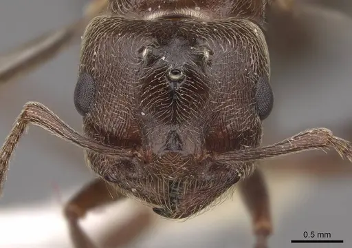 Crematogaster mutans specimen CASENT0761198 image casent0761198_2