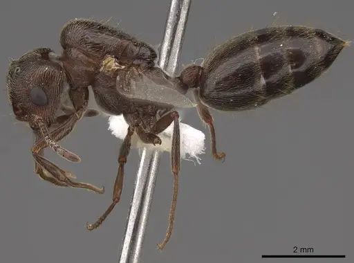 Crematogaster mutans specimen CASENT0761198 image casent0761198_3